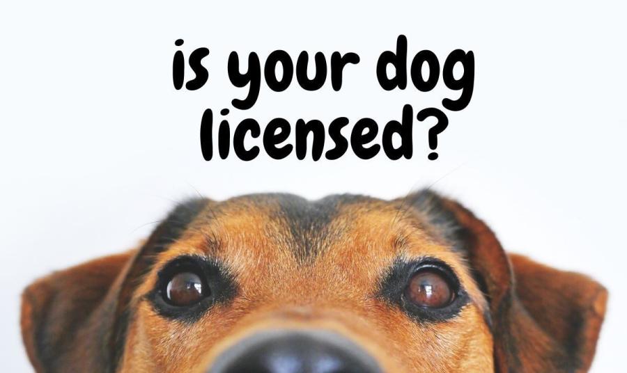 Is your dog licensed pic