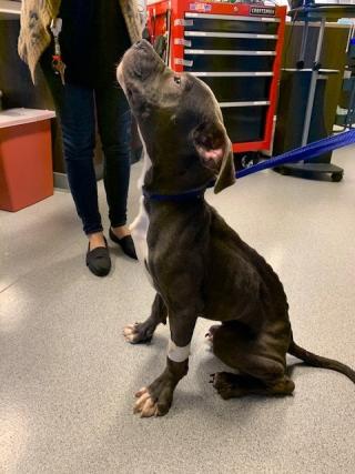 East Haven Animal Shelter needs your help - Abandoned Pup 